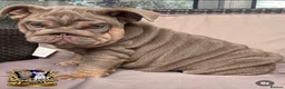 English Bulldog dogs for stud: Gallardo the proven stud full suit lilac and tan in Rochdale - Advert 6