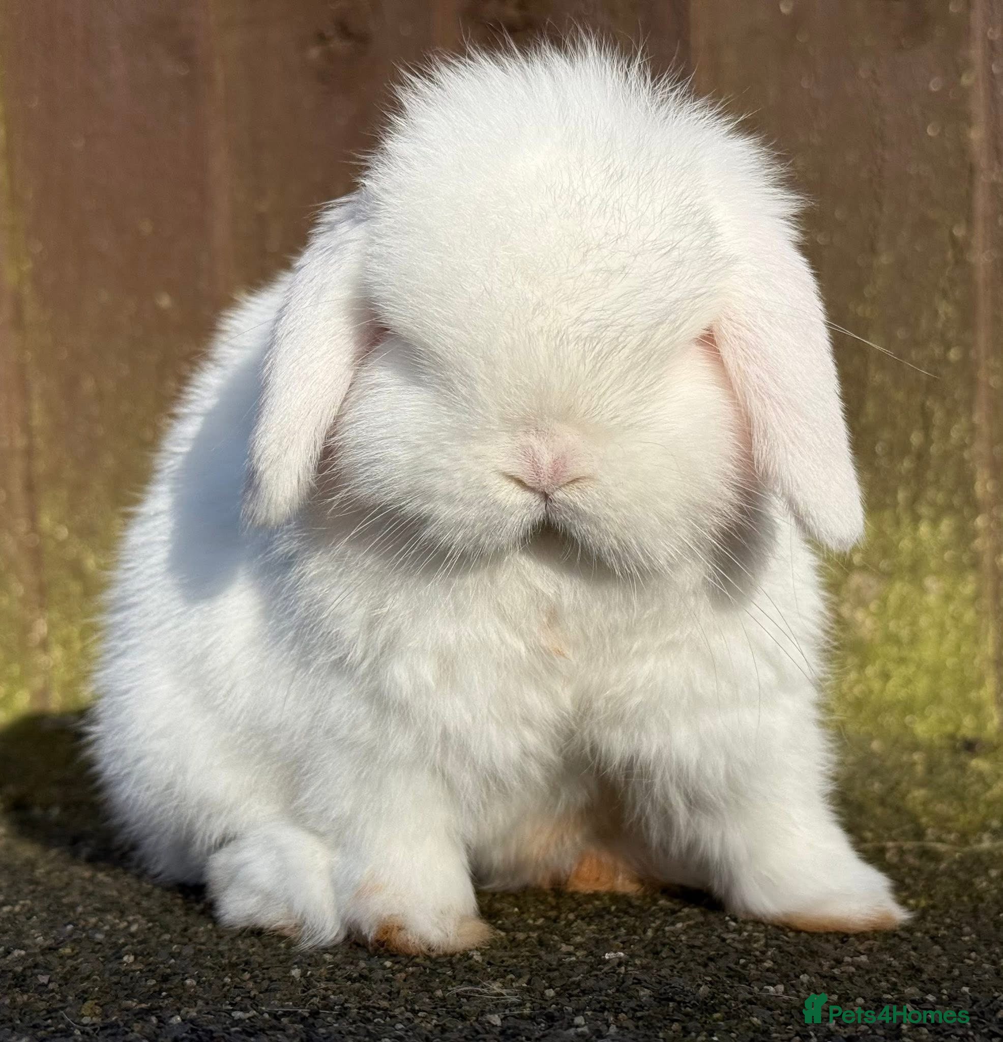 Mini Lop rabbits Blue eyed white mini lop buck/boy - Advert 3