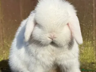 Mini Lop rabbits Blue eyed white mini lop buck/boy - Advert 1