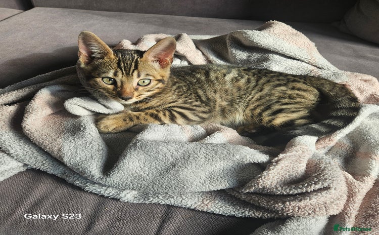 Bengal cats - Advert 30