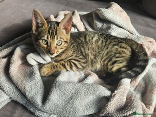 Bengal cats - Advert 31