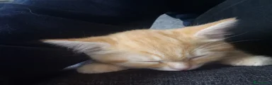 Maine Coon Kitten 1