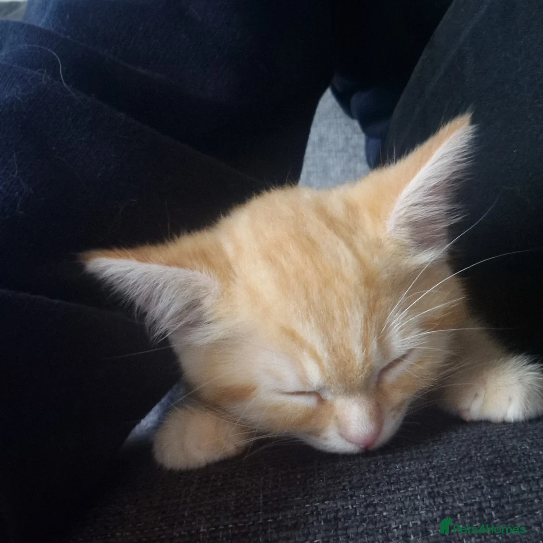 Maine Coon cats for sale: Five kittens looking for forever home.  - Advert 13
