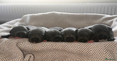 Staffordshire Bull Terrier dogs - Advert 15