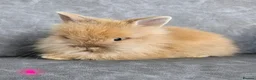 Lionhead rabbits for sale: Double maned lionhead bunnies 🐰  in Braintree - Advert 9