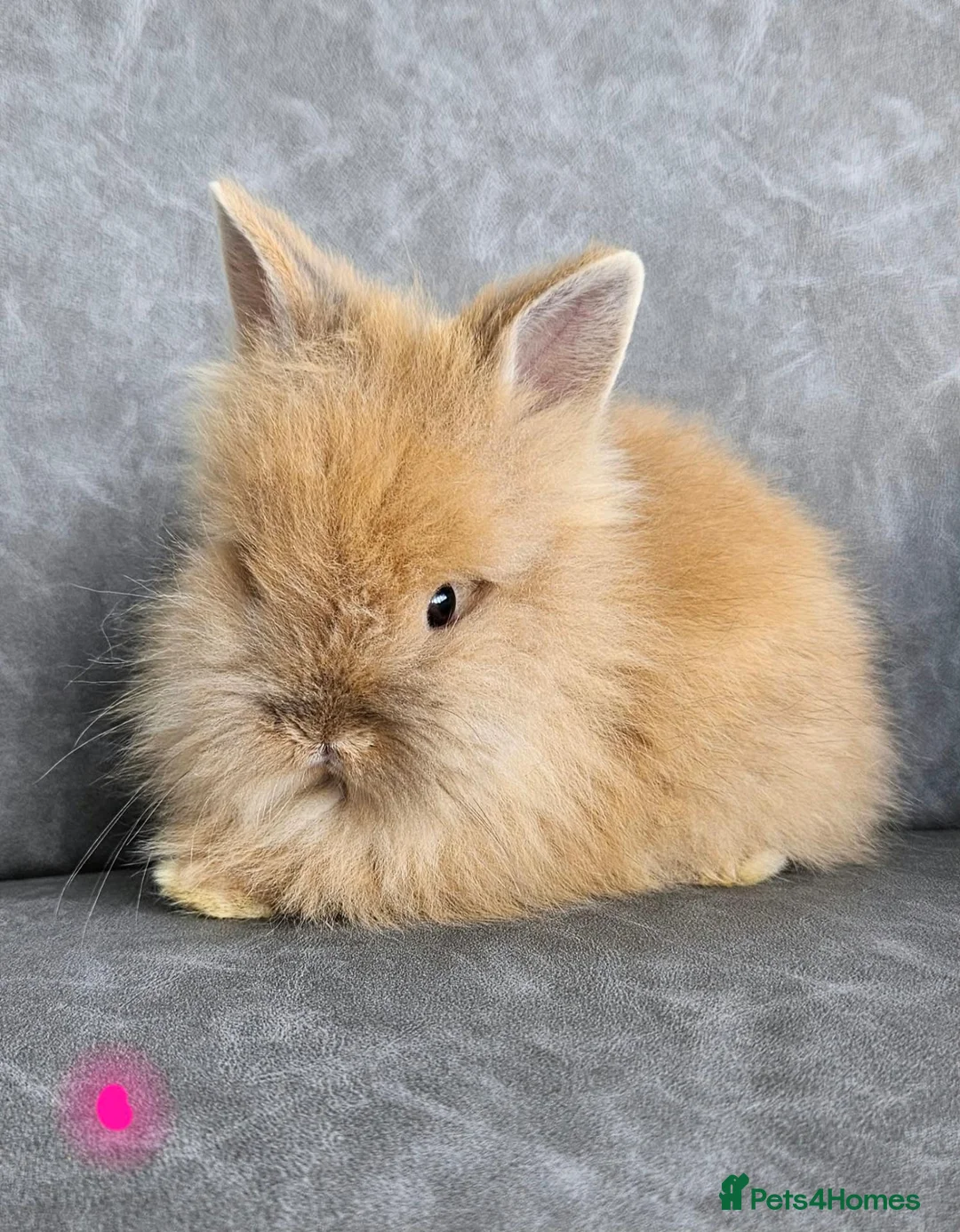 Lionhead rabbits for sale: Double maned lionhead bunnies 🐰  in Braintree - Advert 9