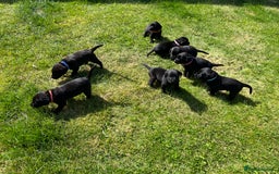 Labrador Retriever dogs for sale: KC Registered Black Labrador Puppies - Image 13