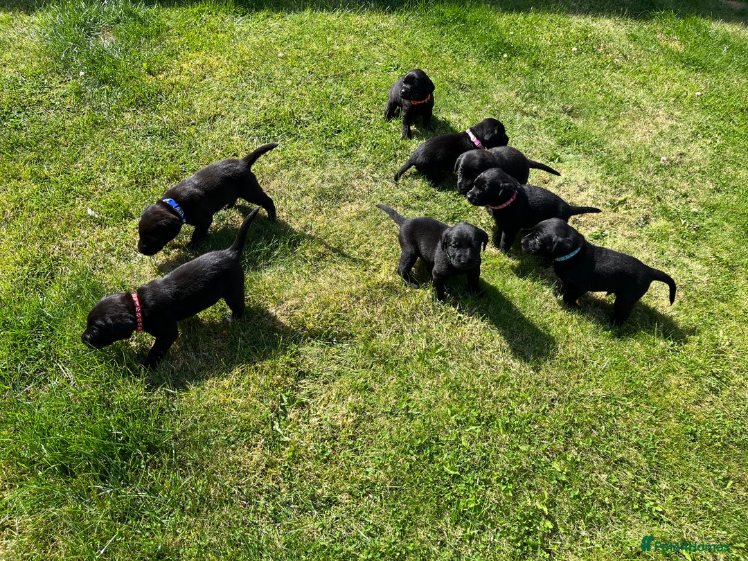 Labrador Retriever dogs for sale: KC Registered Black Labrador Puppies - Image 13