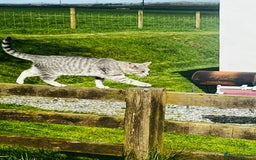 Persian cats for sale: Beautiful Kittens - Image 7