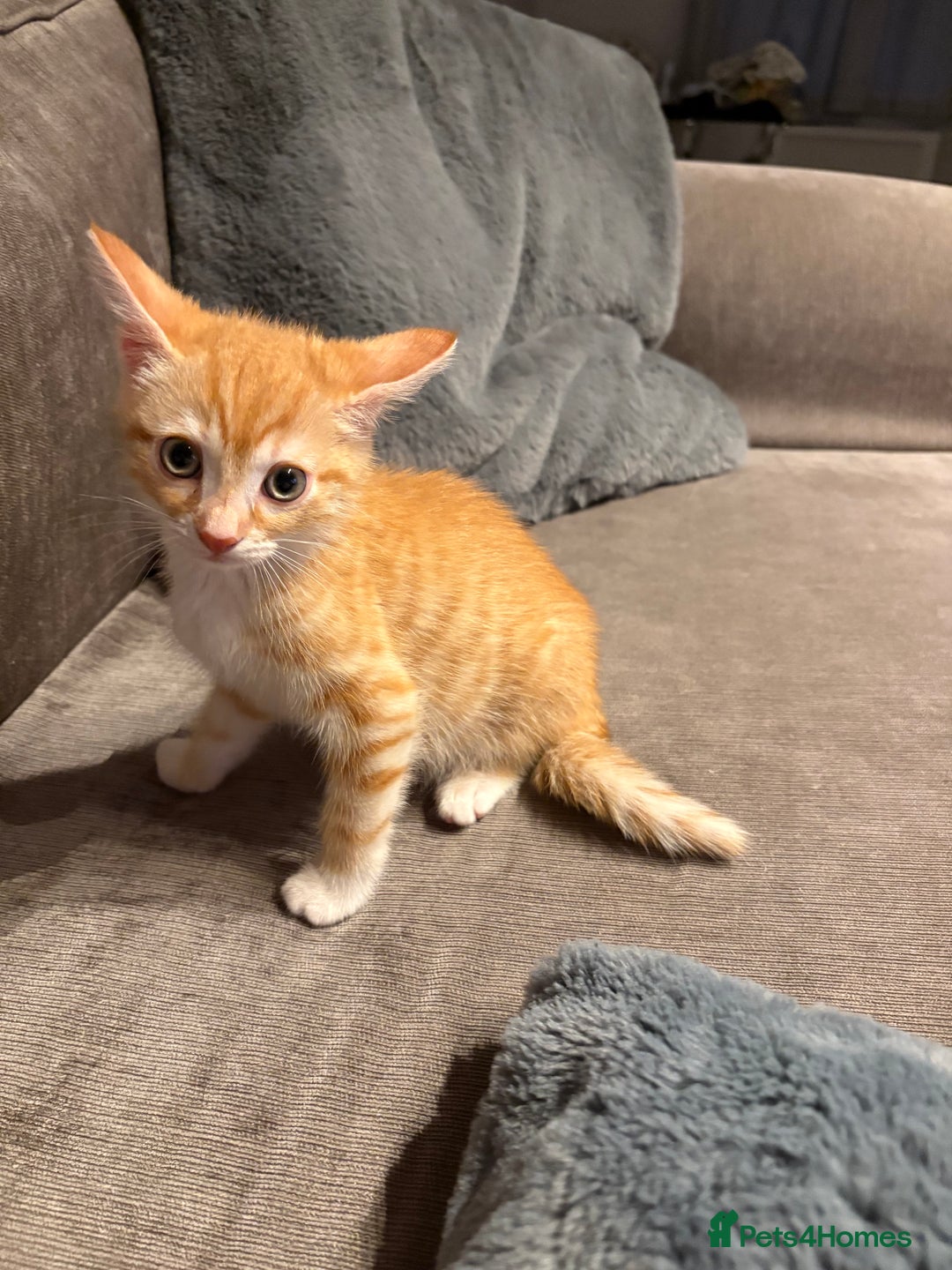 Mixed Breed cats for sale: 11 week old kitten  - Image 4