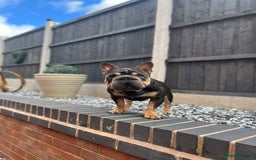 French Bulldog dogs for stud:  **  French Bulldog Stud - Image 7