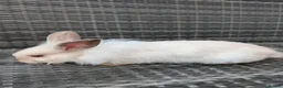 Lionhead rabbits for sale: Double Maned Lionheads for sale - Advert 11