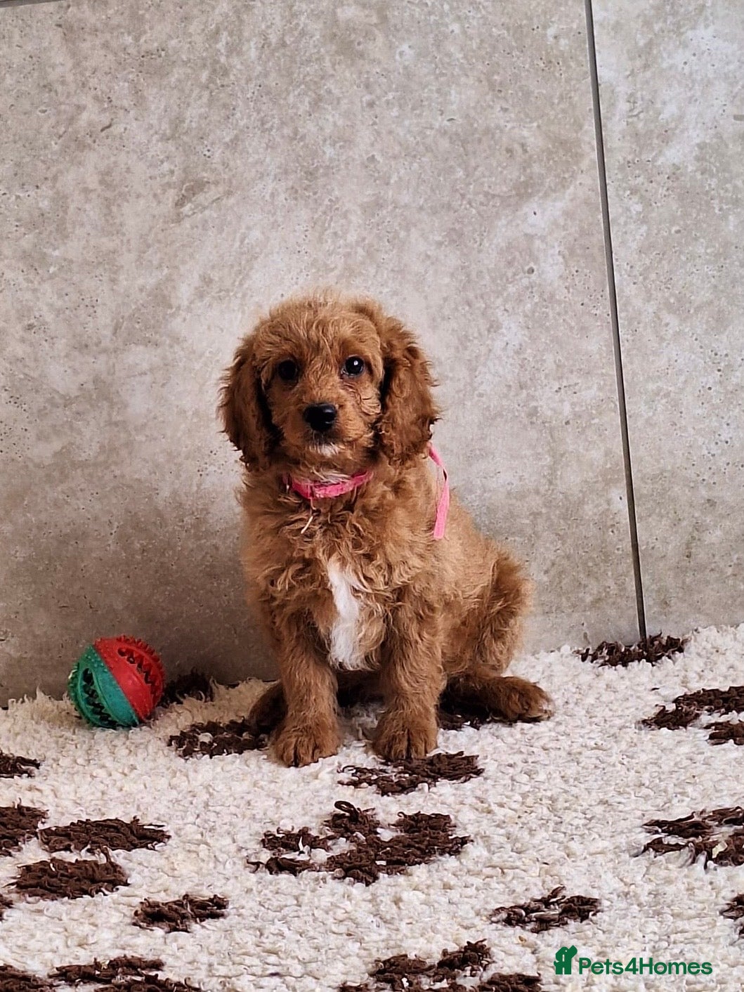 Cavapoochon dogs Cavapoochon puppies 🥰 - Advert 17