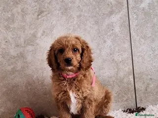Cavapoochon dogs Cavapoochon puppies 🥰 - Advert 17