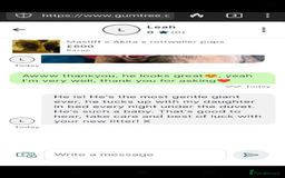 Mixed Breed dogs for sale: Rottweiler x Akita  mastiff pups - Advert 7