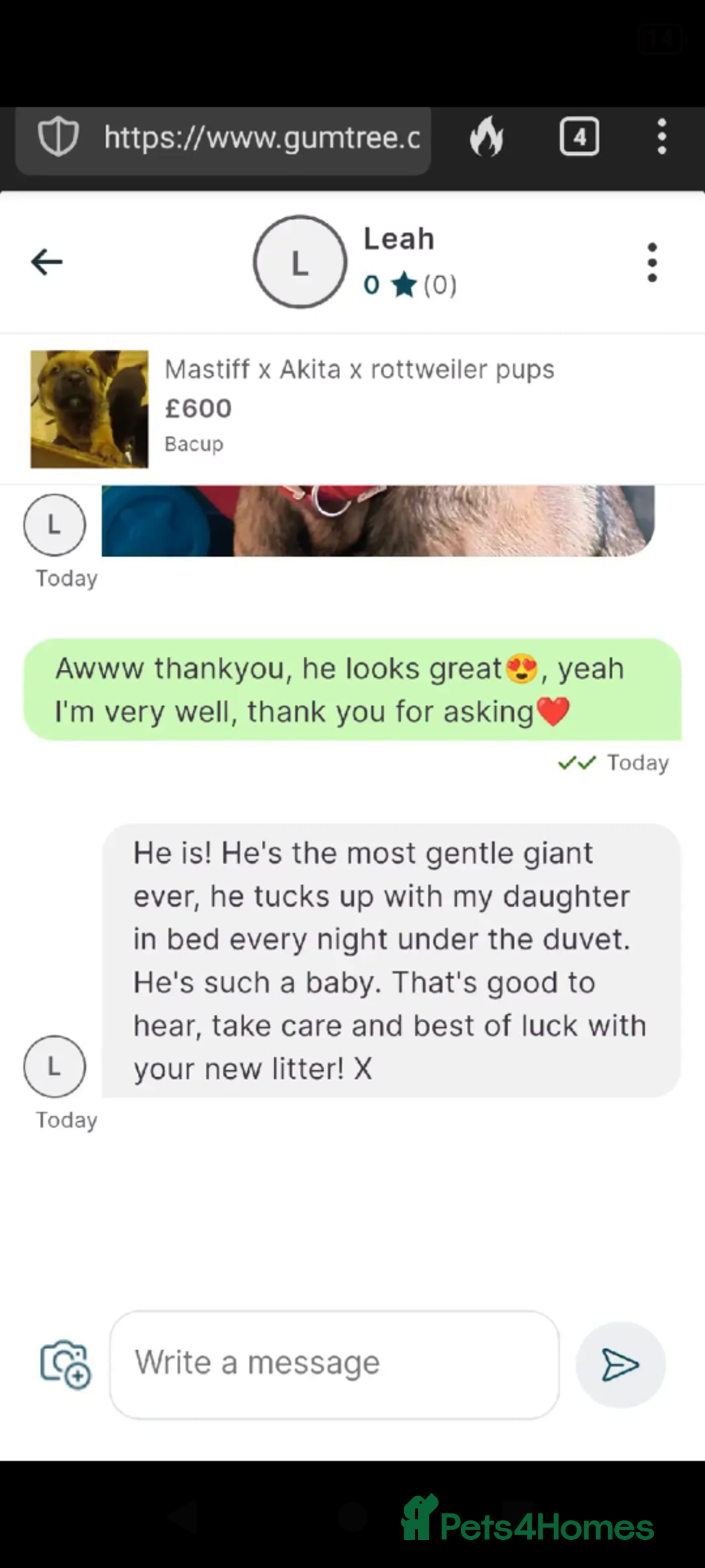 Mixed Breed dogs for sale: Rottweiler x Akita  mastiff pups - Advert 7