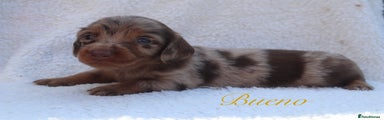 Miniature Dachshund Puppy 2