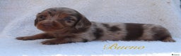 Miniature Dachshund dogs for sale: *LAST BOY * Long haired mini dachshunds😍 - Advert 17