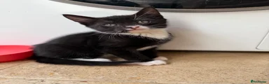 Mixed Breed Kitten 1