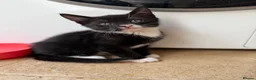 Mixed Breed cats for sale: Gorgeous mixed kittens! - Advert 8