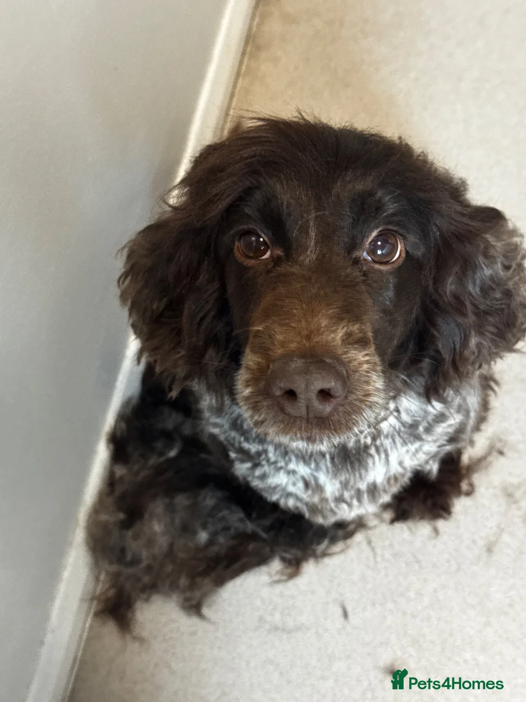 Cocker Spaniel dogs for sale: Cocker Spaniel puppies for sale - Advert 2