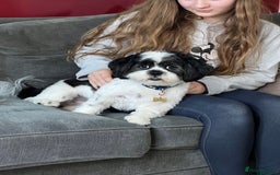 Lhasa Apso dogs for stud: KC registered PRA4 clear Lhasa apso for stud in Northampton - Image 4