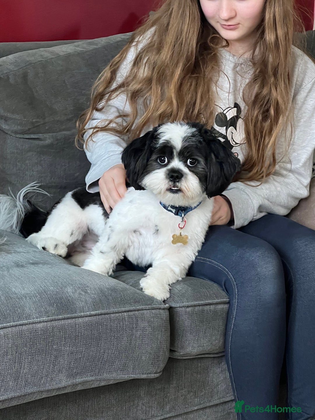 Lhasa Apso dogs for stud: KC registered PRA4 clear Lhasa apso for stud in Northampton - Image 4