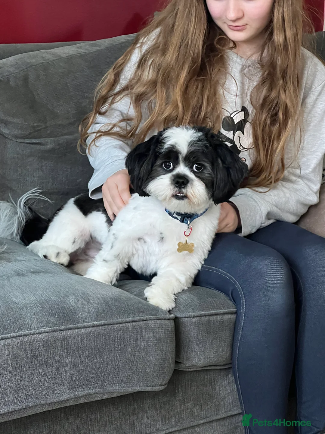 Lhasa Apso dogs for stud: KC registered PRA4 clear Lhasa apso for stud in Northampton - Advert 4