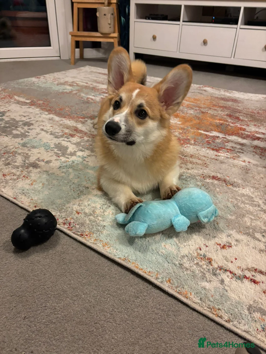 Welsh Corgi Pembroke dogs for sale: Hansome young man looking for a new home - Advert 2