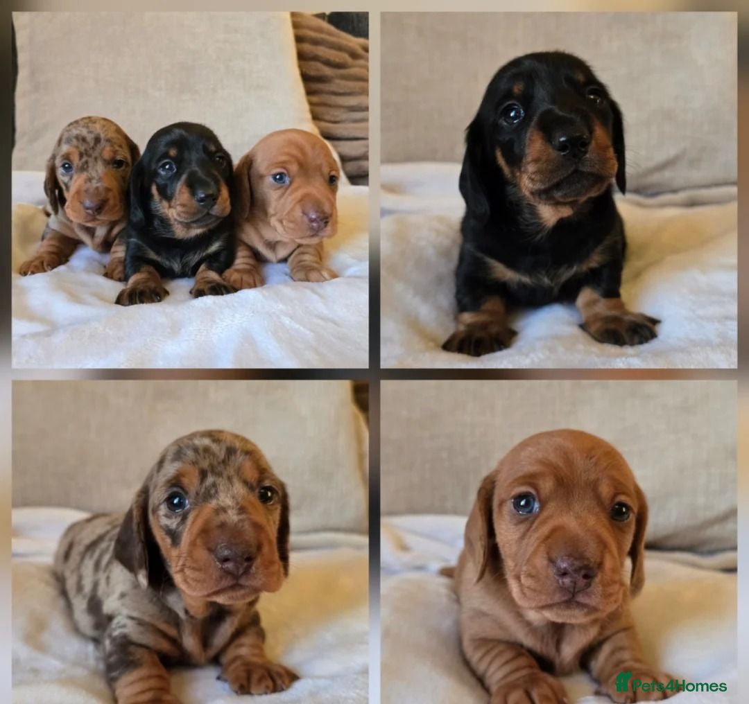 Miniature Dachshund dogs Beautiful Dachshund Puppies looking for new homes - Advert 5