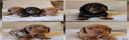 Miniature Dachshund dogs for sale: Beautiful Dachshund Puppies looking for new homes in Grimsby - Advert 1