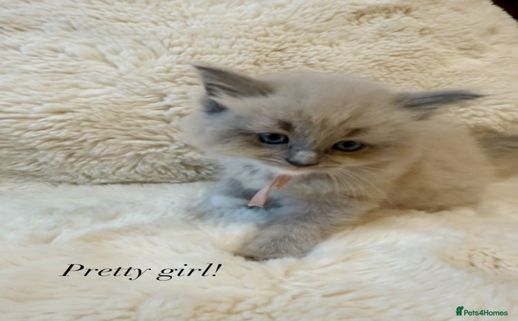 Ragdoll cats - Advert 4