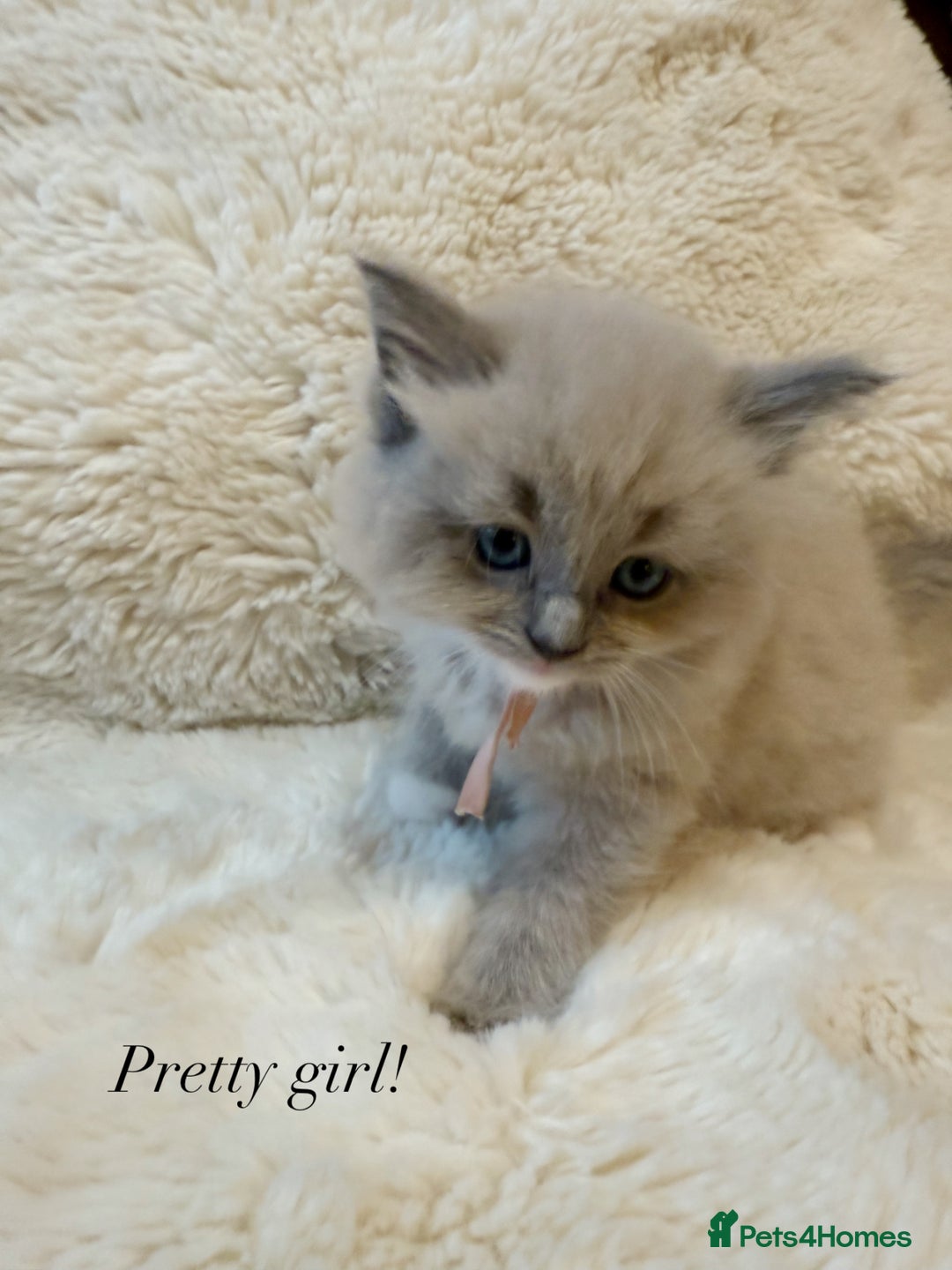 Ragdoll cats for sale: Stunning mink Ragdoll baby’s! 🩶🐱🩶 - Image 4