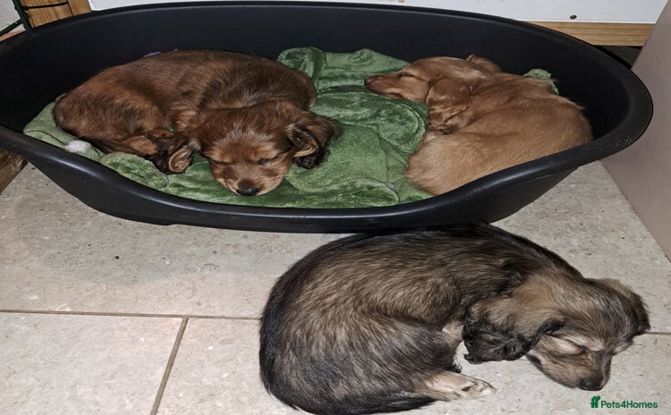 Miniature Dachshund dogs - Advert 1