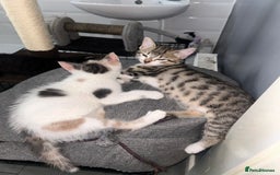 British Shorthair cats for sale: One female kitten for sale - Advert 3