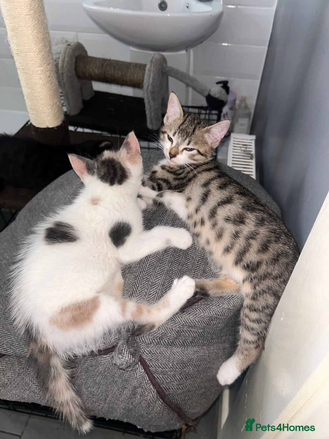 British Shorthair cats for sale: One female kitten for sale - Advert 3