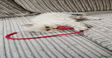 British Shorthair cats - Advert 1