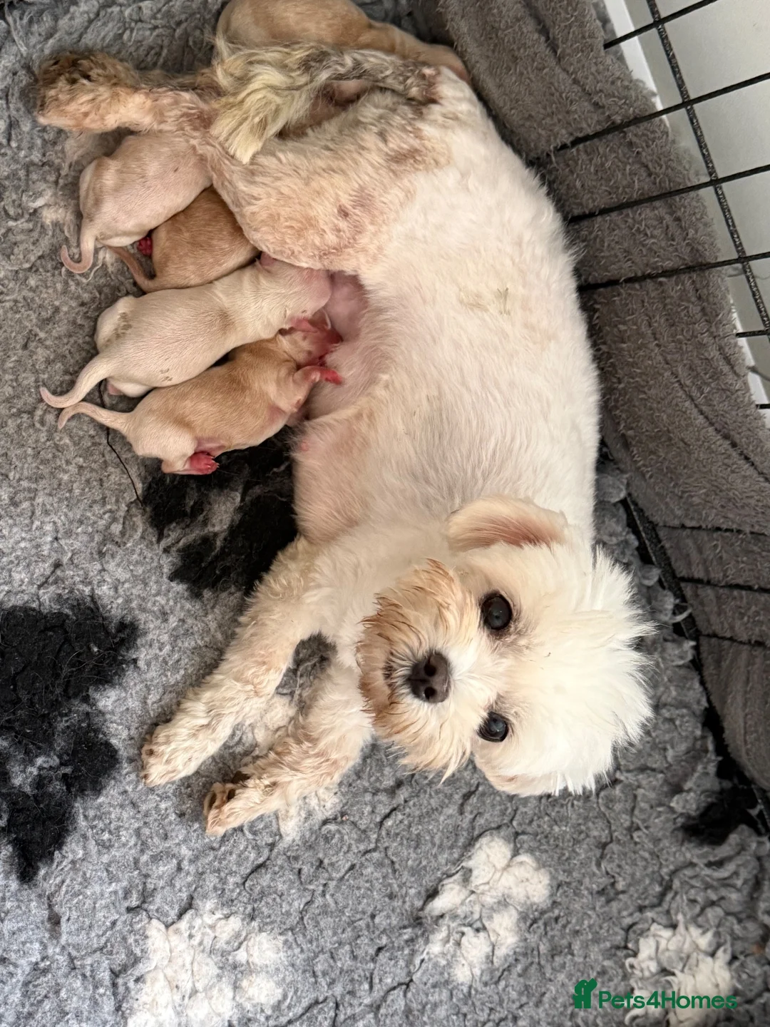 Maltipoo dogs for sale: Beautiful Maltipoo’s  - Advert 1