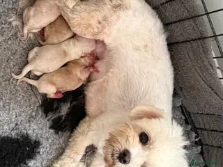 Maltipoo dogs Beautiful Maltipoo Boy - Advert 2