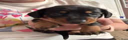 Miniature Dachshund dogs for sale: 🐾 Beautiful Miniature Dachshund Puppies 🐾 - Advert 11