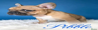 Pibble
