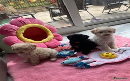 Cavapoo dogs for sale: Miniature poodle x cavapoo  - Image 1