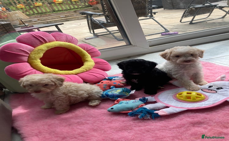 Cavapoo dogs - Advert 10