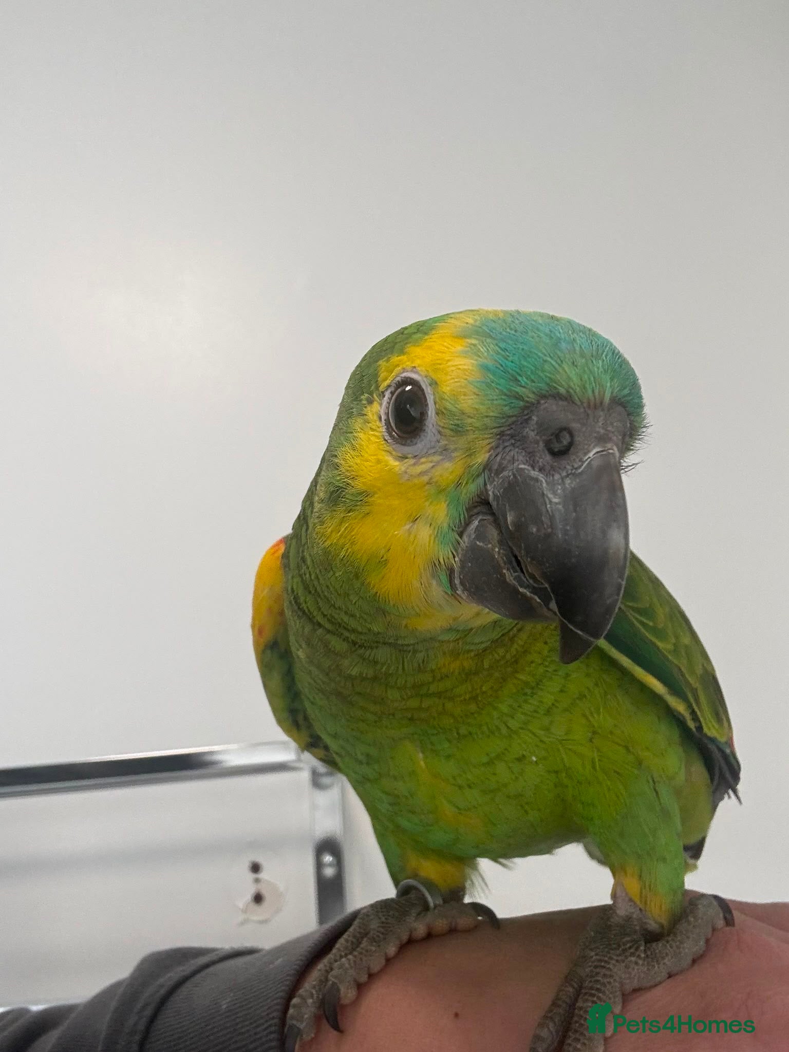 Parrots birds Stunning blue fronted Amazon  - Advert 1