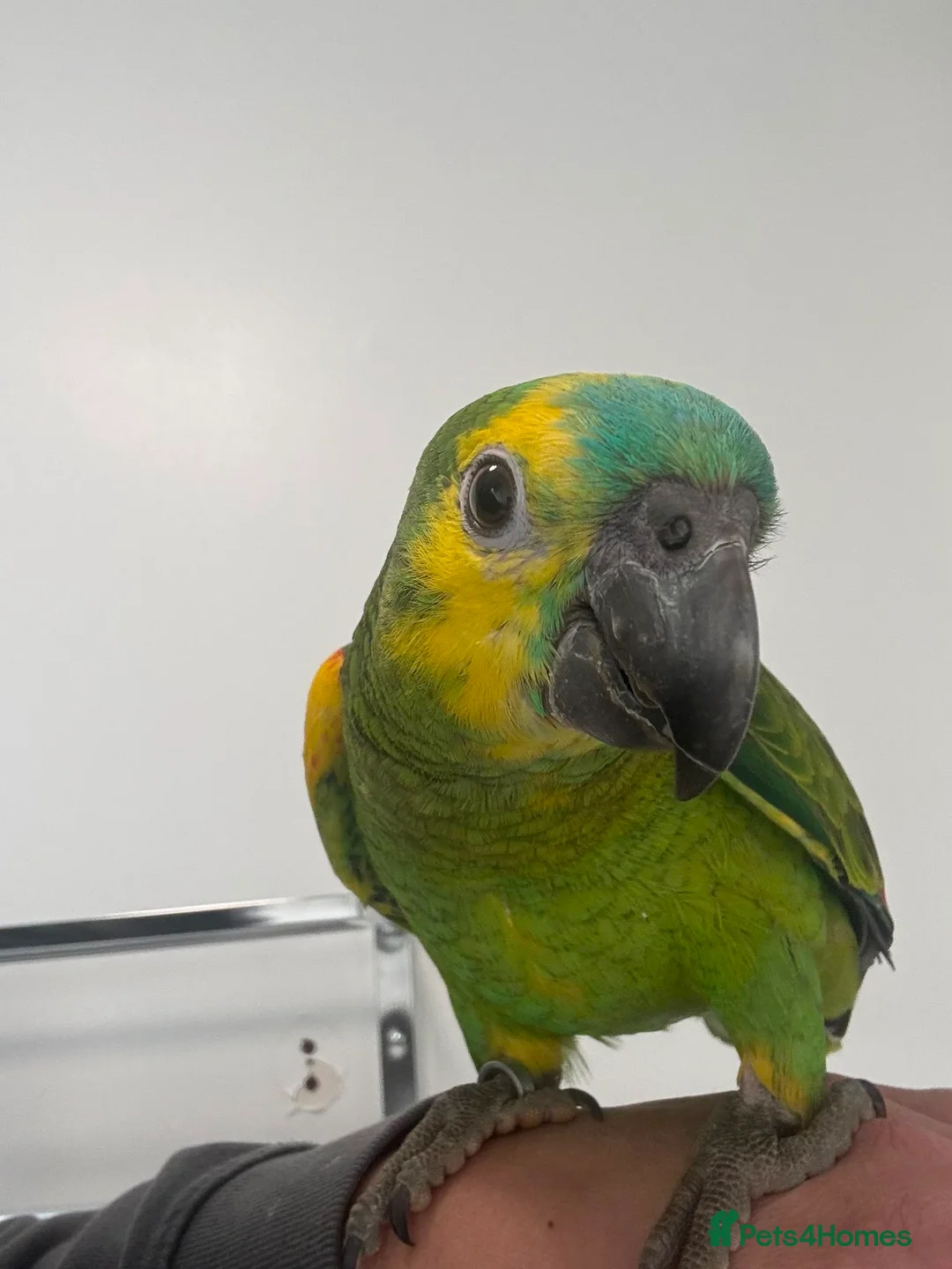 Parrots birds for sale: Stunning blue fronted Amazon  - Advert 1
