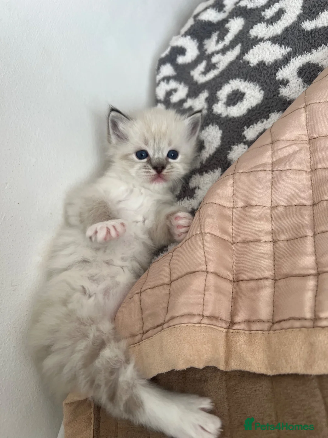 Ragdoll cats for sale: Stunning pure ragdoll kittens - Advert 17