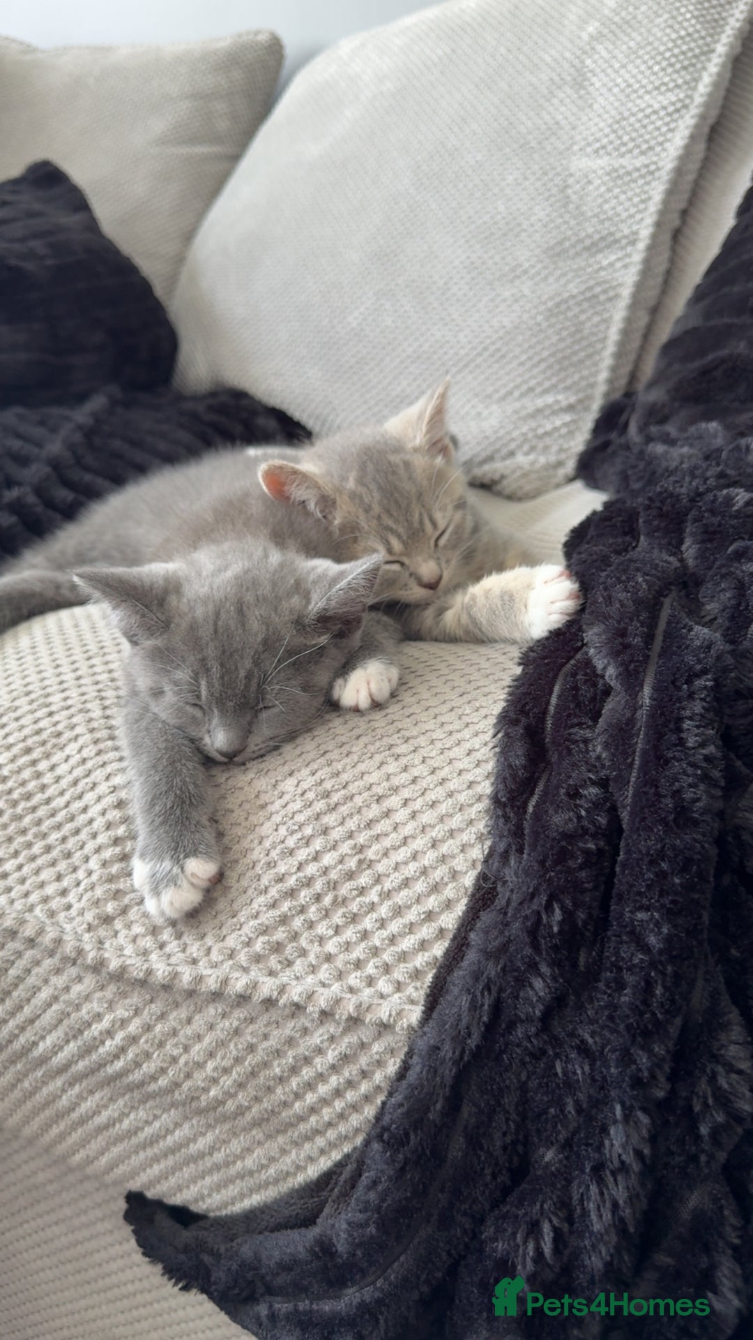 Mixed Breed cats for sale: Grey kittens  - Image 7