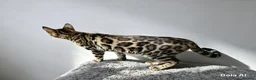 Bengal cats for sale: Pedigree brown and blue rosetted bengals - Advert 15