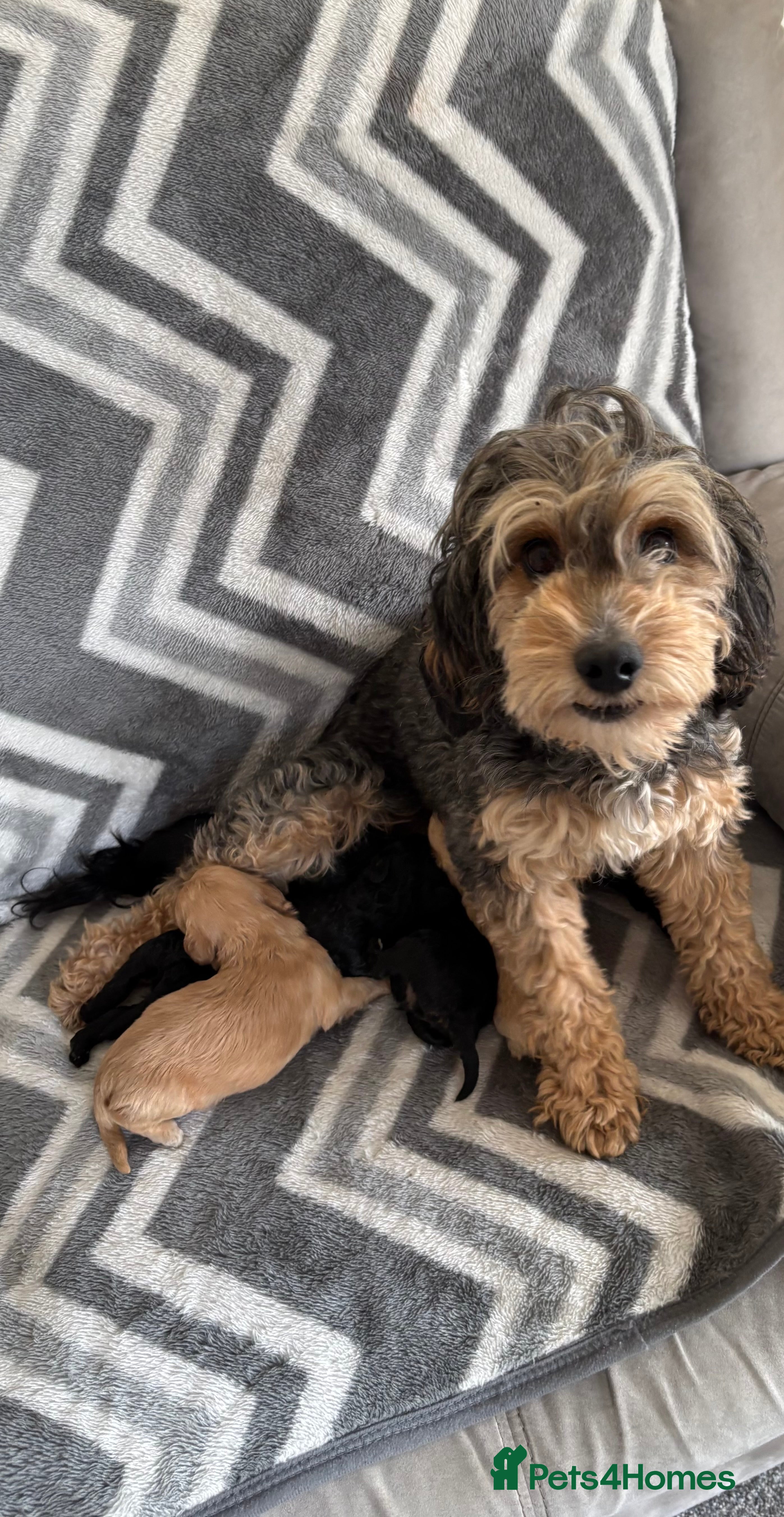 Cockapoo dogs 1 boy puppy left ready now! - Advert 5