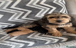 Cockapoo dogs for sale: Cockapoo puppys - Image 1